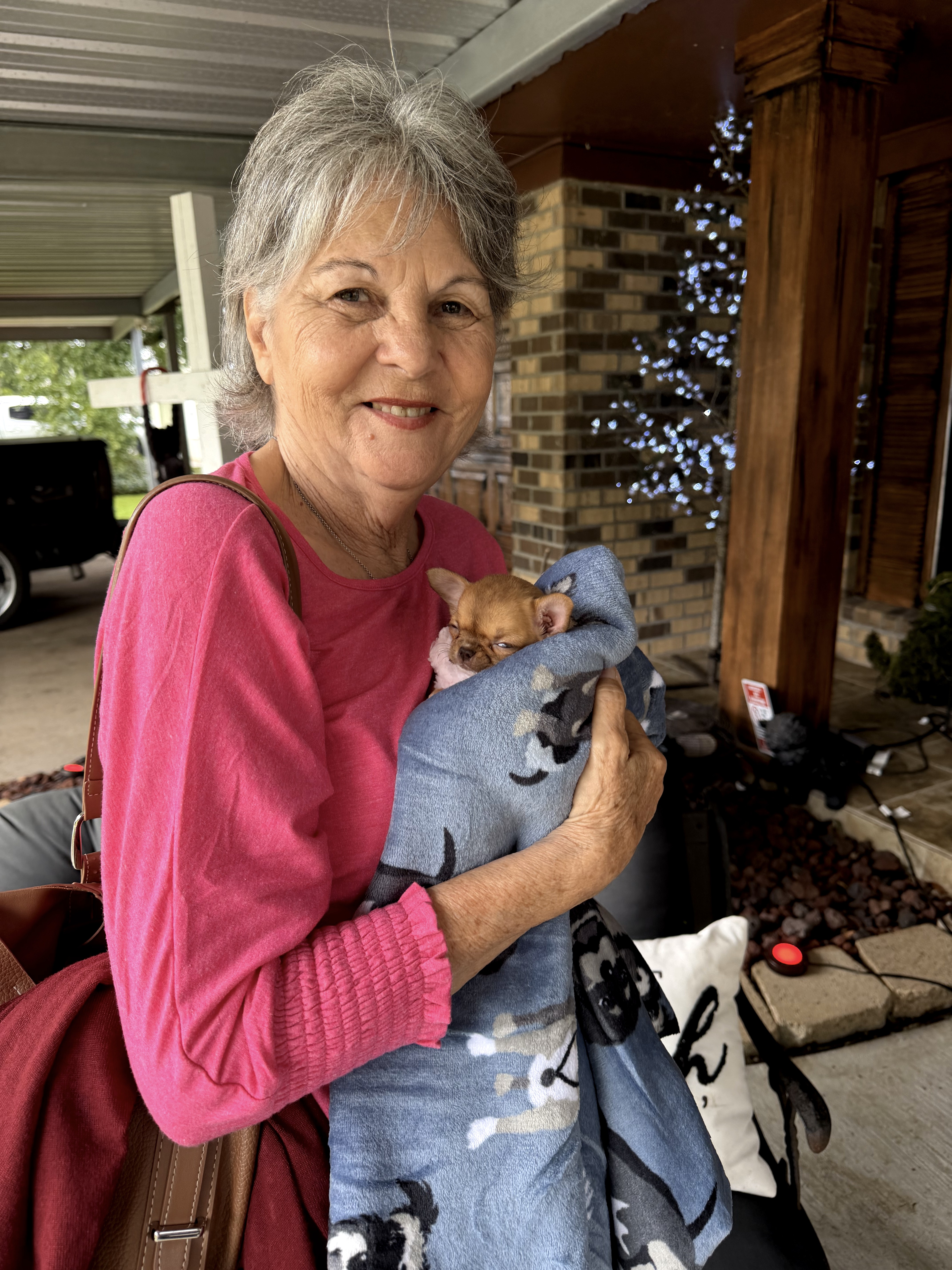 AKC Registered Yorkie and Chihuahua puppies - Southeast Texas Angel Face Yorkies and Charming Chihuahuas 