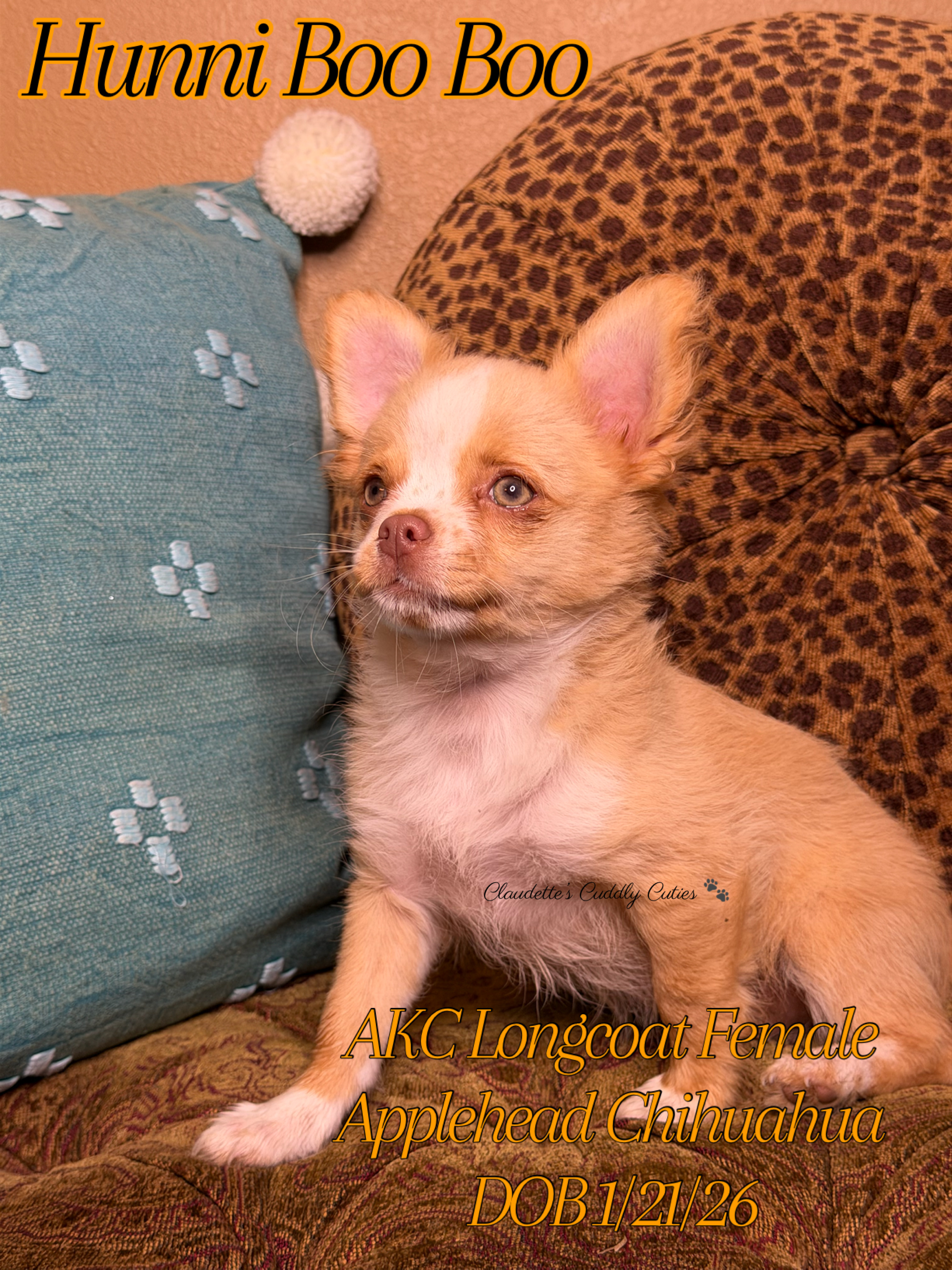 Southeast Texas Yorkies and Chihuahua Puppies for sale