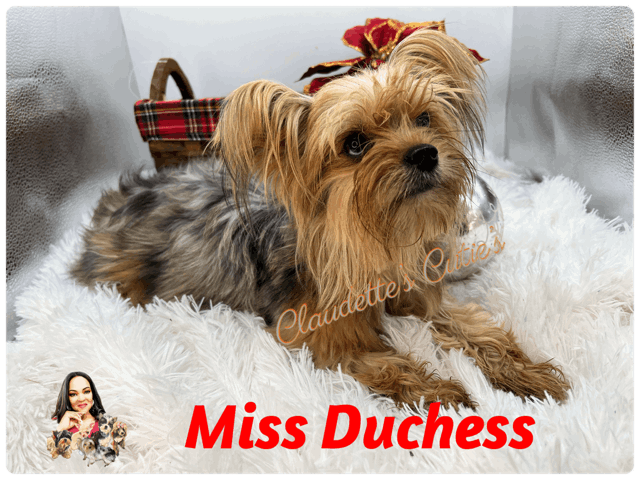 Duchess