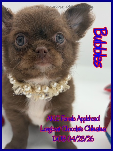 Southeast Texas Yorkies and Chihuahua Puppies for sale
