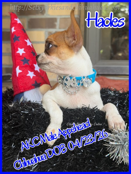 Southeast Texas Yorkies and Chihuahua Puppies for sale