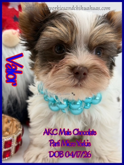 Southeast Texas Yorkies and Chihuahua Puppies for sale