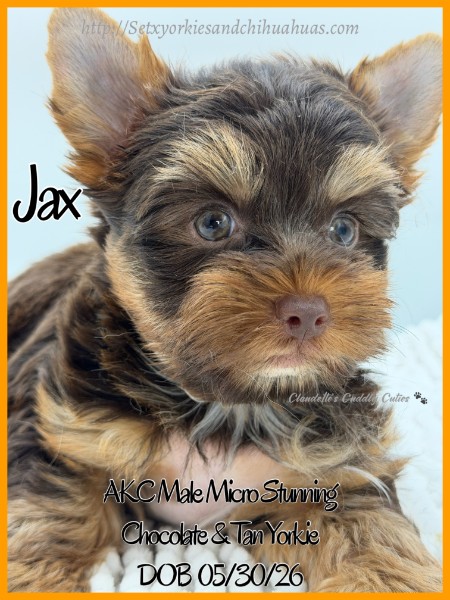 Southeast Texas Yorkies and Chihuahua Puppies for sale