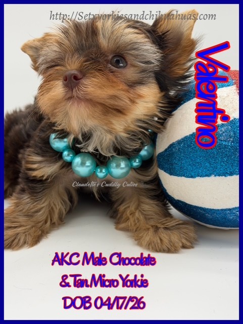 Southeast Texas Yorkies and Chihuahua Puppies