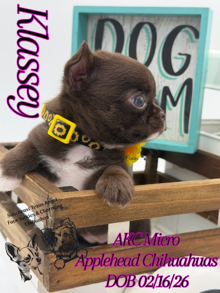 Southeast Texas Yorkies and Chihuahua Puppies for sale