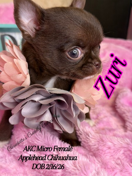 Southeast Texas Yorkies and Chihuahua Puppies