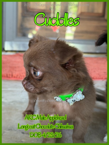 Southeast Texas Yorkies and Chihuahua Puppies for sale
