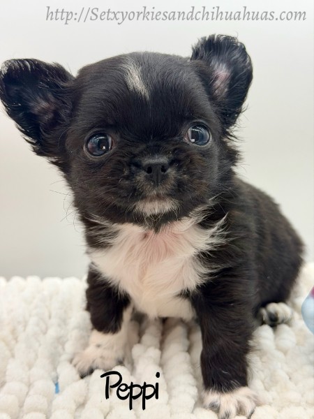 Southeast Texas Yorkies and Chihuahua Puppies for sale