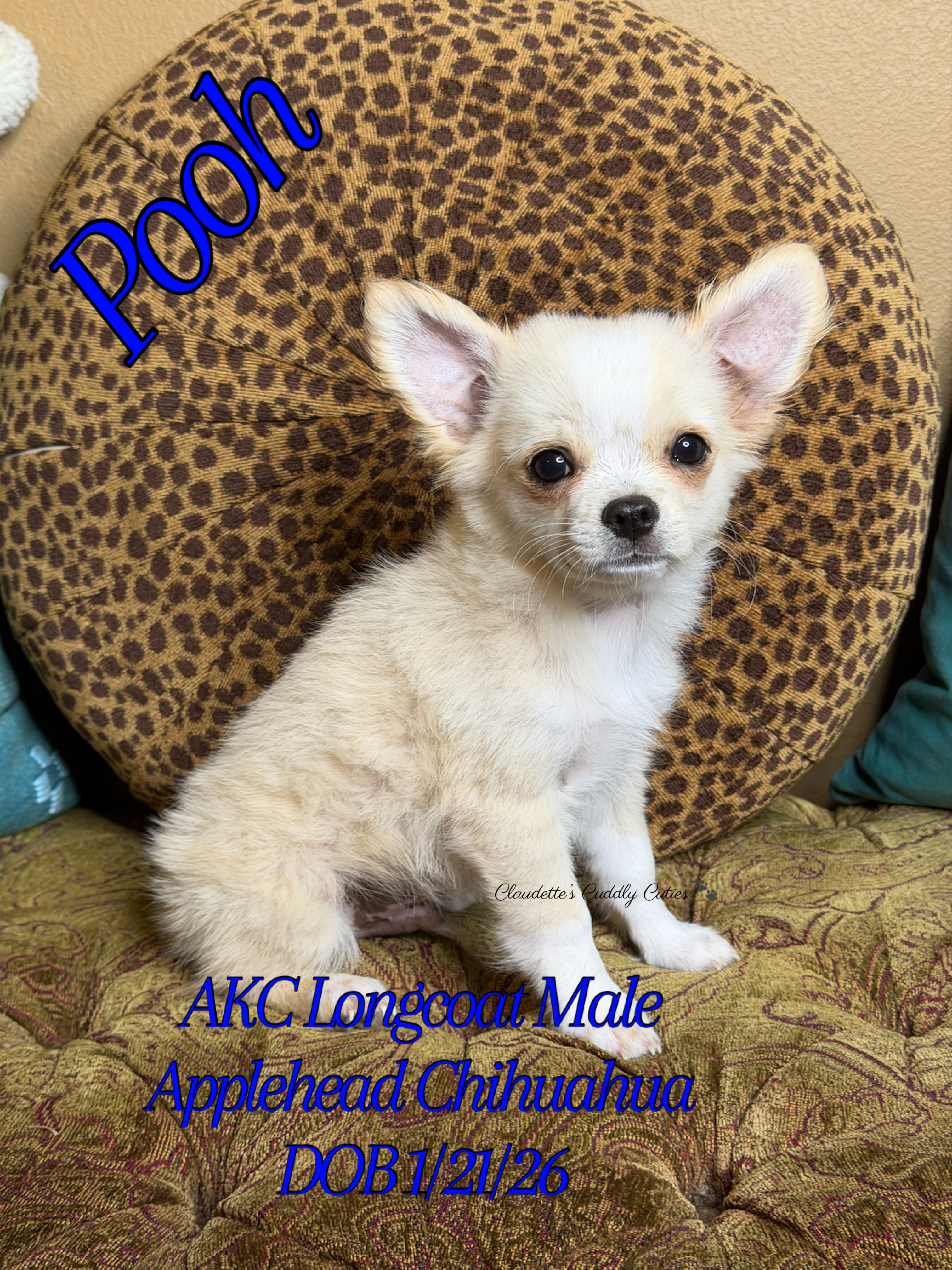 Southeast Texas Yorkies and Chihuahua Puppies for sale