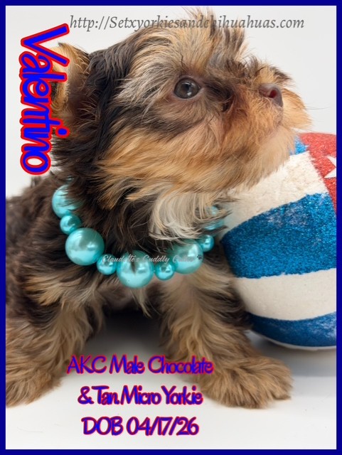 Southeast Texas Yorkies and Chihuahua Puppies for sale