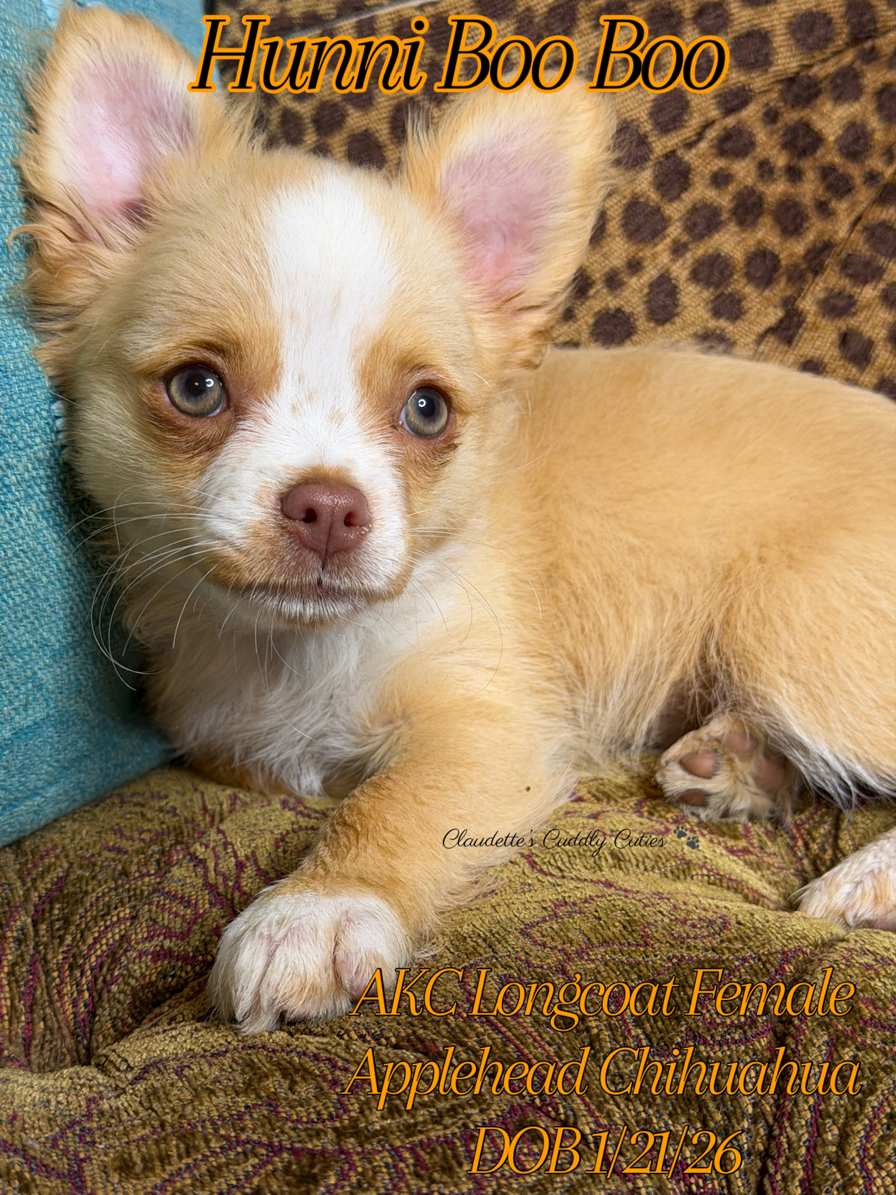 Southeast Texas Yorkies and Chihuahua Puppies for sale