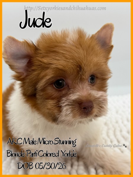 Southeast Texas Yorkies and Chihuahua Puppies for sale