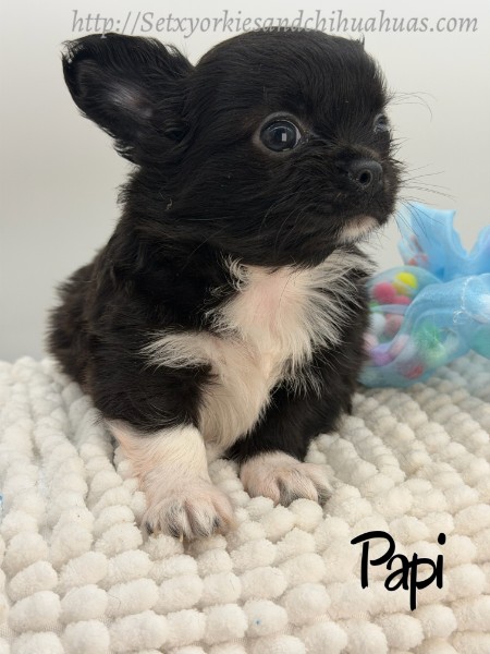 Southeast Texas Yorkies and Chihuahua Puppies for sale