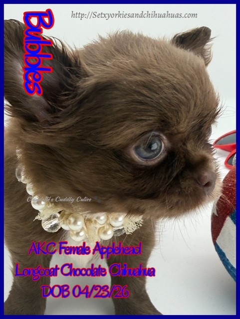 Southeast Texas Yorkies and Chihuahua Puppies for sale