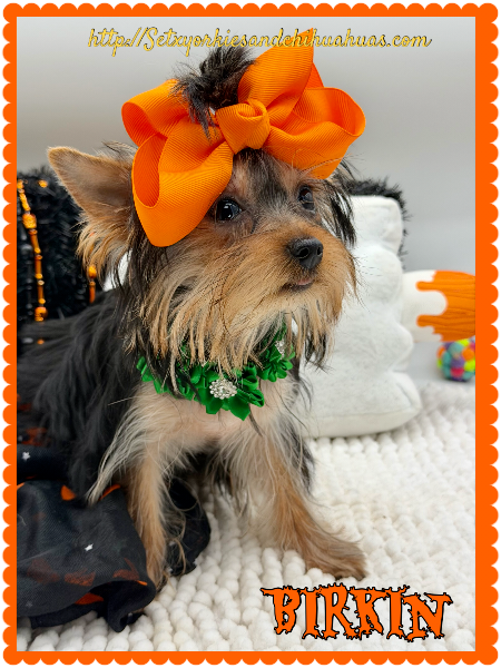 Southeast Texas Yorkies and Chihuahua Puppies