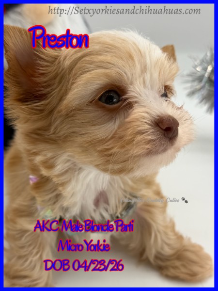 Southeast Texas Yorkies and Chihuahua Puppies for sale