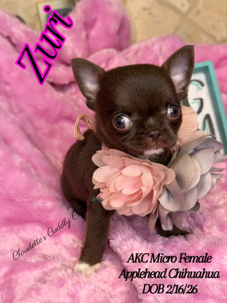 Southeast Texas Yorkies and Chihuahua Puppies for sale