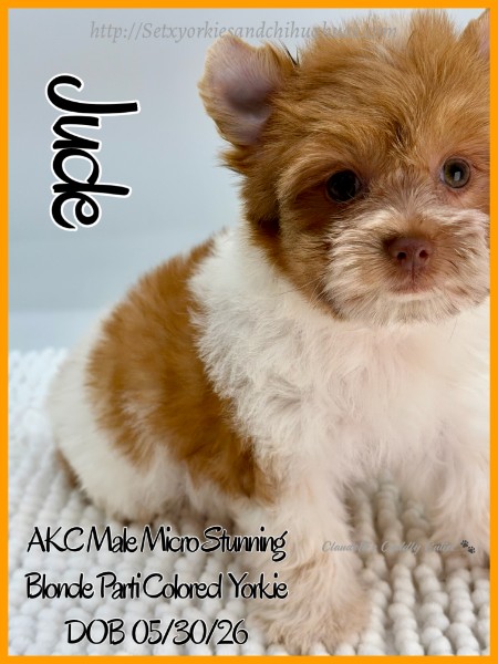 Southeast Texas Yorkies and Chihuahua Puppies for sale