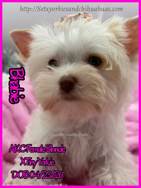 Southeast Texas Yorkies and Chihuahua Puppies for sale