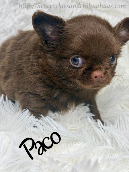 Southeast Texas Yorkies and Chihuahua Puppies for sale