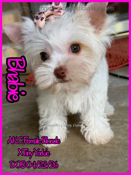 Southeast Texas Yorkies and Chihuahua Puppies for sale