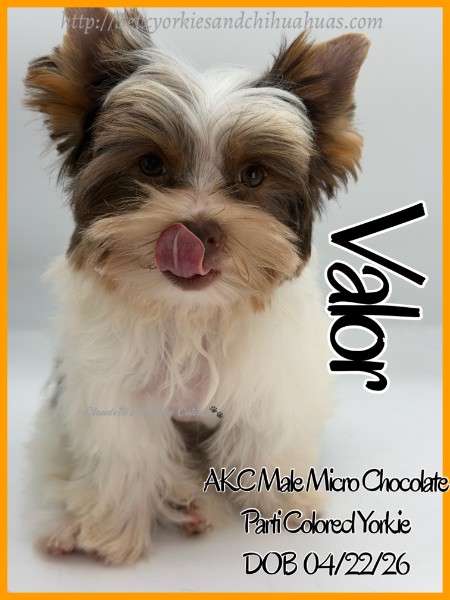 Southeast Texas Yorkies and Chihuahua Puppies