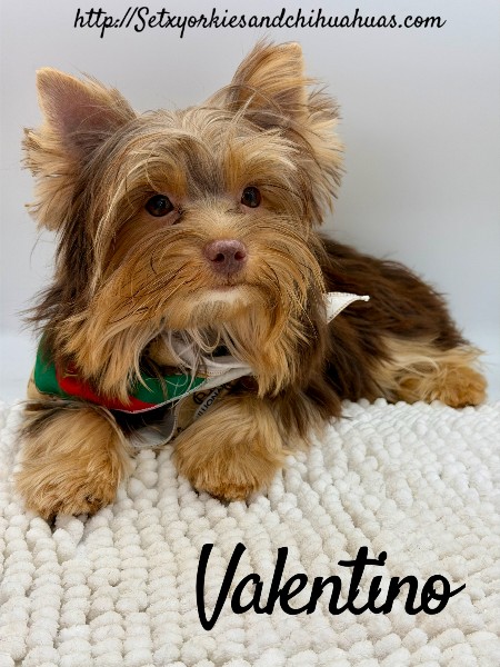 Southeast Texas Yorkies and Chihuahua Puppies