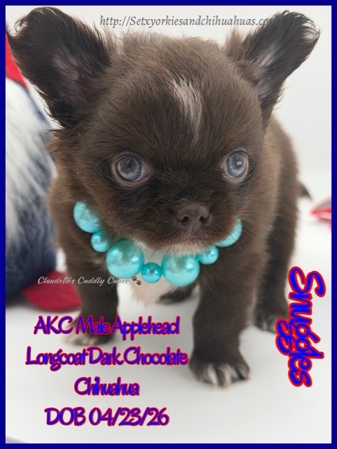 Southeast Texas Yorkies and Chihuahua Puppies for sale