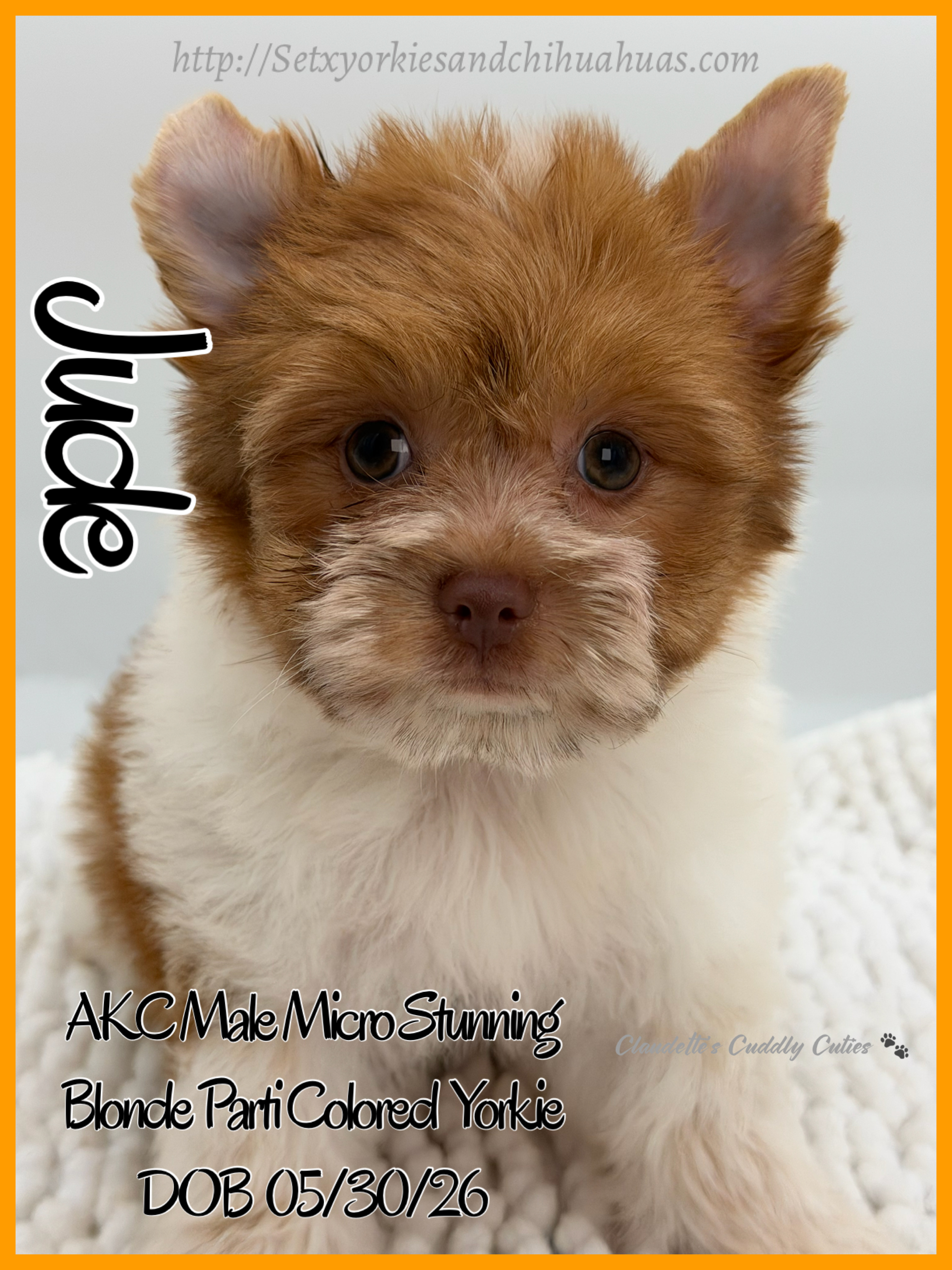 Southeast Texas Yorkies and Chihuahua Puppies