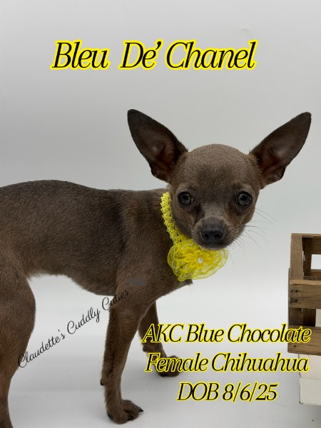 Southeast Texas Yorkies and Chihuahua Puppies for sale