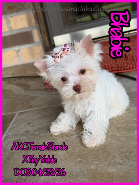 Southeast Texas Yorkies and Chihuahua Puppies for sale