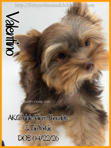 Southeast Texas Yorkies and Chihuahua Puppies