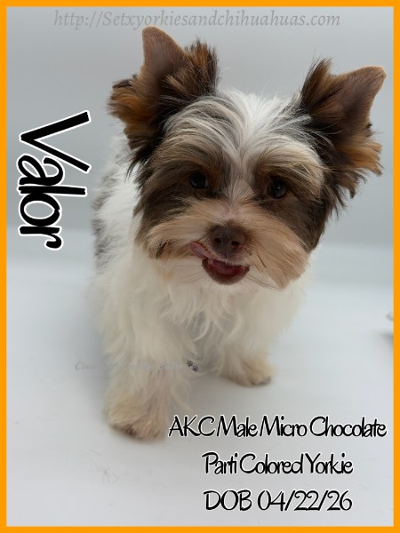 Southeast Texas Yorkies and Chihuahua Puppies for sale