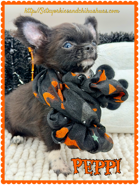 Southeast Texas Yorkies and Chihuahua Puppies for sale