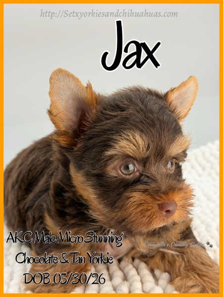 Southeast Texas Yorkies and Chihuahua Puppies for sale