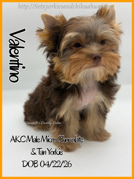 Southeast Texas Yorkies and Chihuahua Puppies for sale