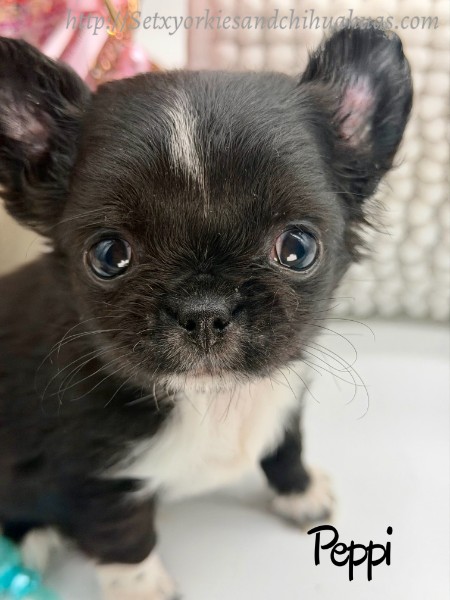 Southeast Texas Yorkies and Chihuahua Puppies for sale