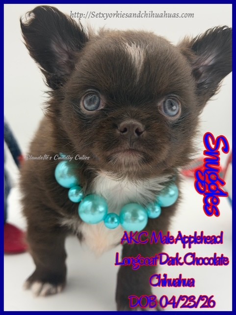 Southeast Texas Yorkies and Chihuahua Puppies