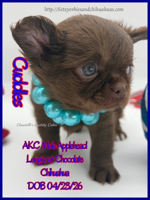 Southeast Texas Yorkies and Chihuahua Puppies for sale