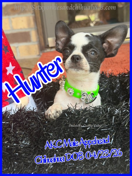 Southeast Texas Yorkies and Chihuahua Puppies for sale