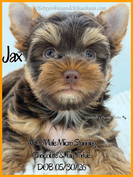 Southeast Texas Yorkies and Chihuahua Puppies