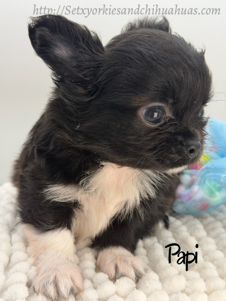 Southeast Texas Yorkies and Chihuahua Puppies for sale