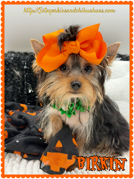 Southeast Texas Yorkies and Chihuahua Puppies for sale