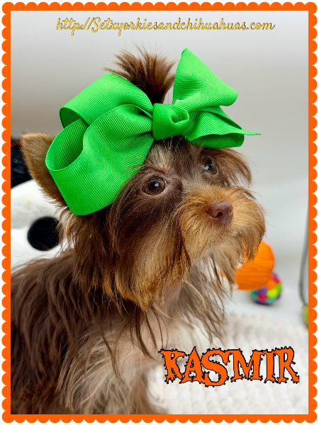 Southeast Texas Yorkies and Chihuahua Puppies for sale