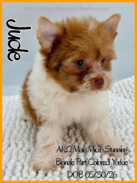 Southeast Texas Yorkies and Chihuahua Puppies for sale