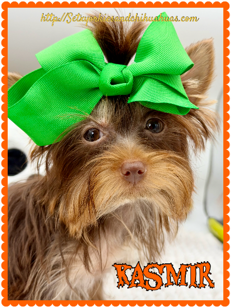 AKC Registered Yorkie and Chihuahua puppies - Southeast Texas Angel Face Yorkies and Charming Chihuahuas 