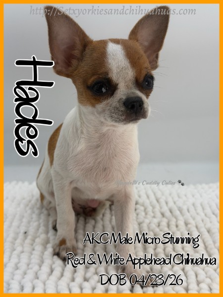 Southeast Texas Yorkies and Chihuahua Puppies for sale