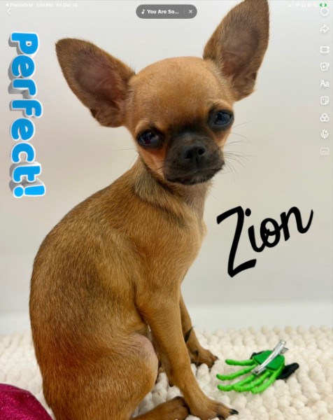 Southeast Texas Yorkies and Chihuahua Puppies for sale