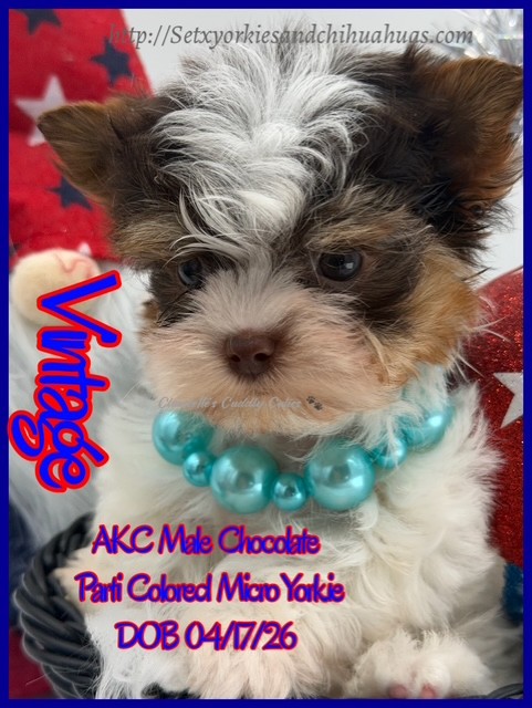 Southeast Texas Yorkies and Chihuahua Puppies for sale