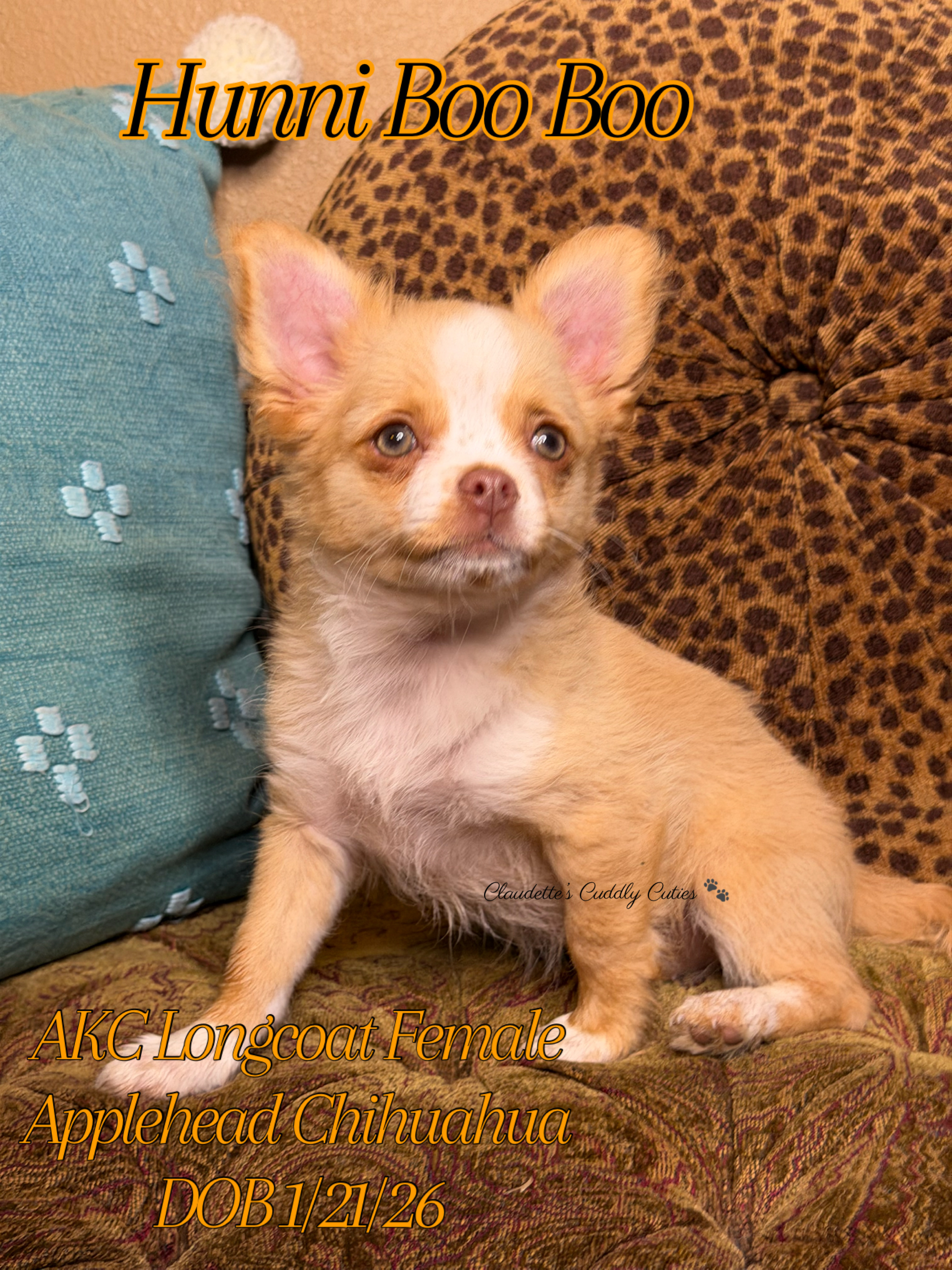Southeast Texas Yorkies and Chihuahua Puppies for sale